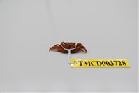 藏品(雙齒近相手蟹)的圖片